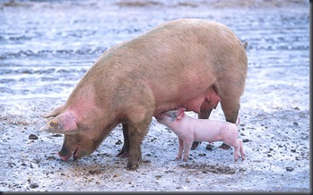 800px-Sow_with_piglet